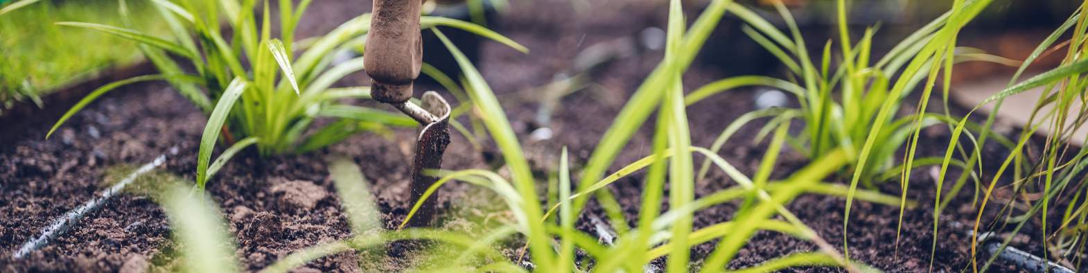 Tuinonderhoud van beplanting door een onderhoudshovenier